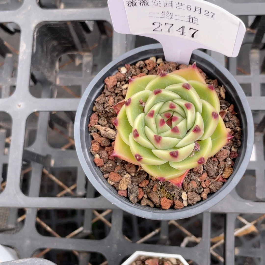 薇薇安园艺多肉2747
