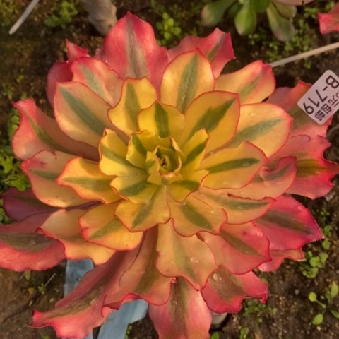 719嫁接魅影满25包邮多肉