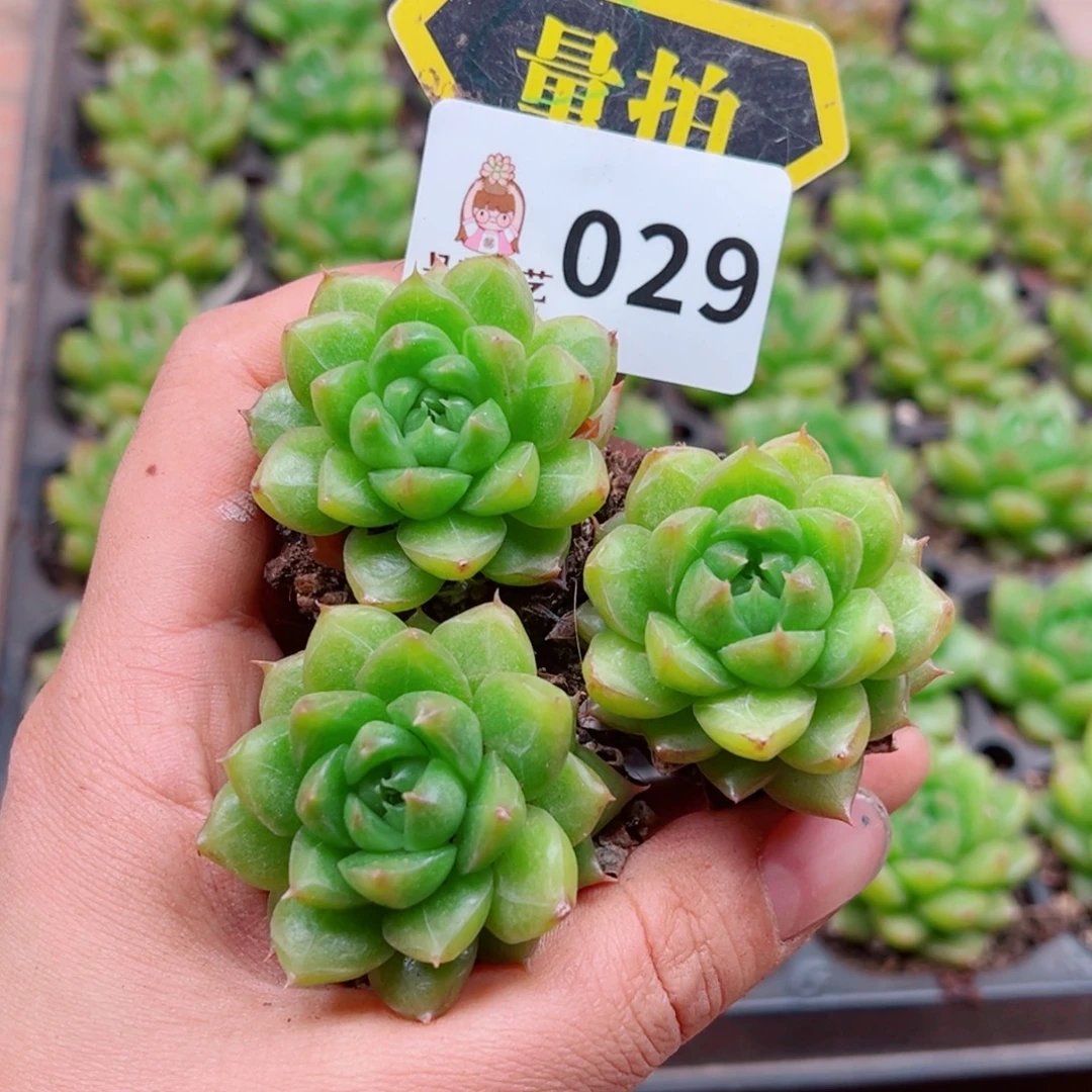 多肉植物多肉植物