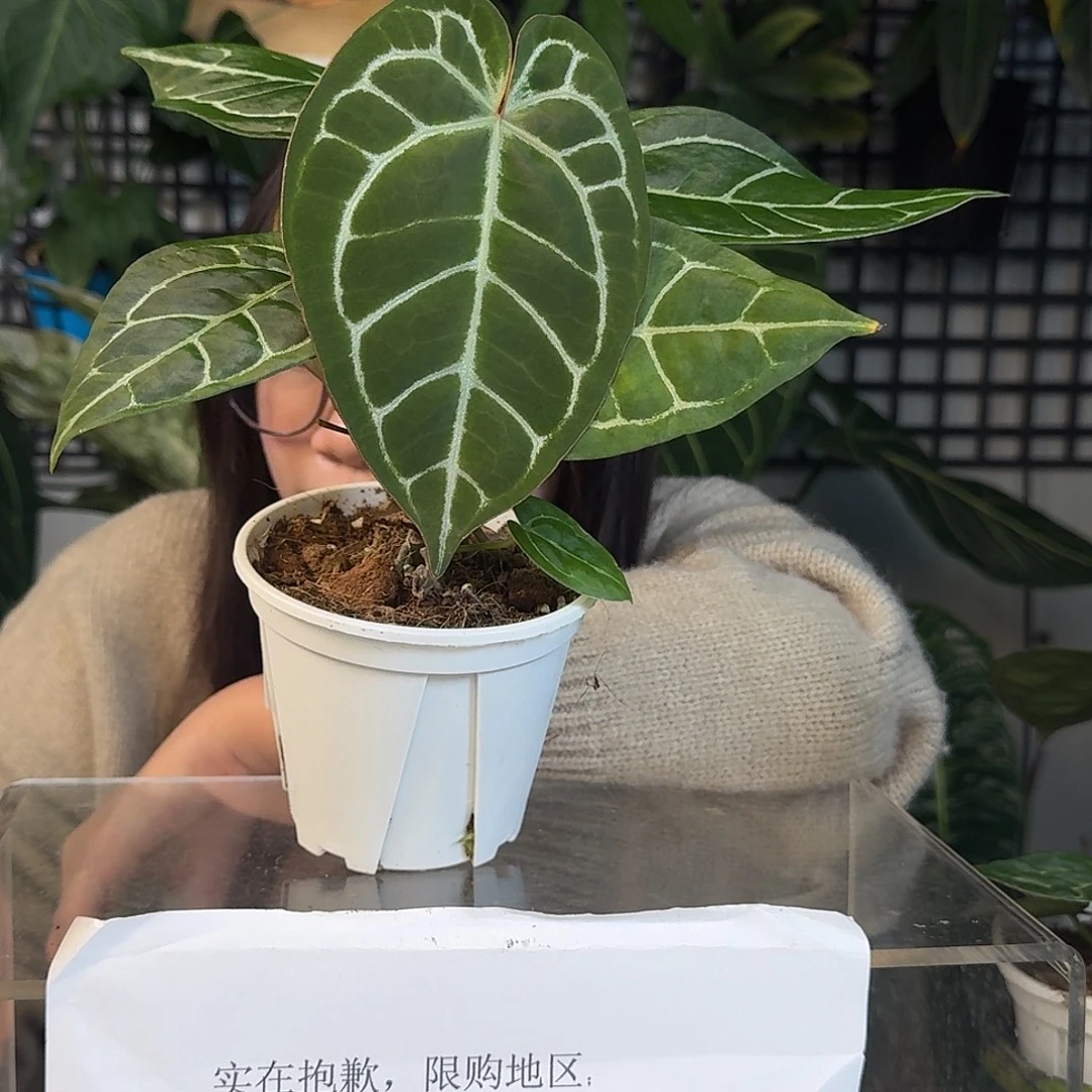 完全开放G119绿丝绒杂红铜