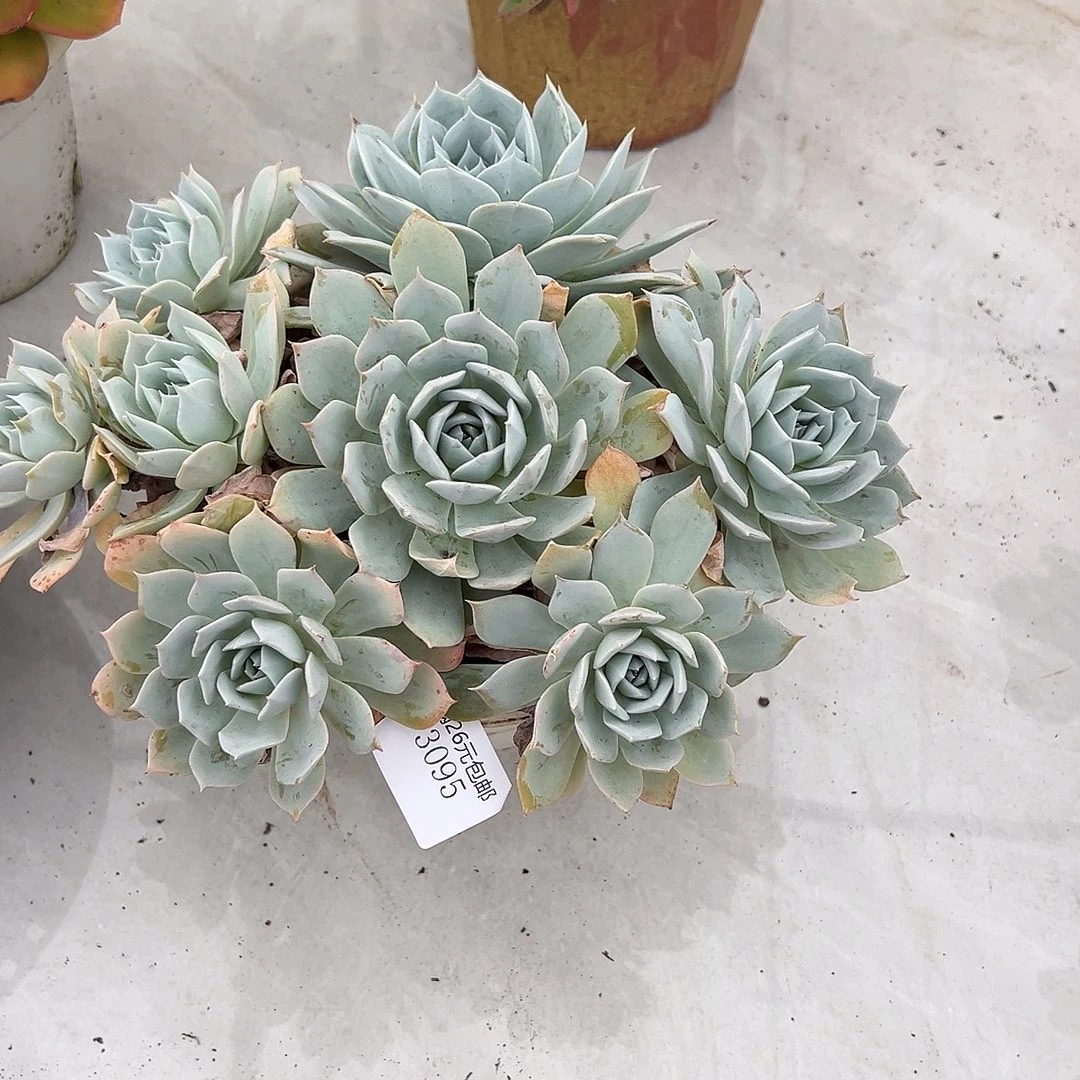 大***长3095薄叶蓝鸟多肉植物