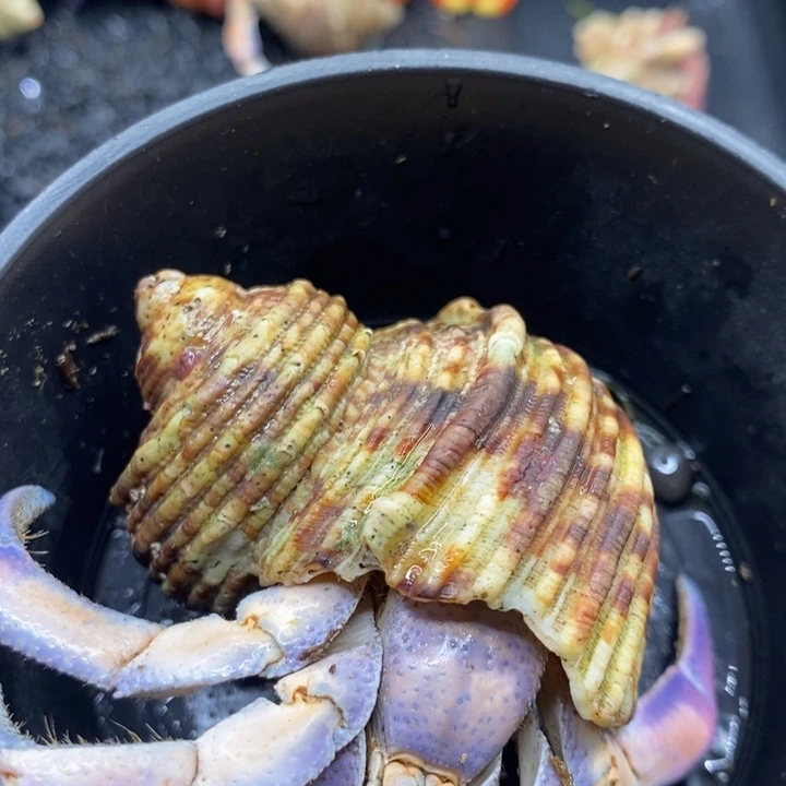 寄居蟹紫陆彩色马卡龙2.8口左右