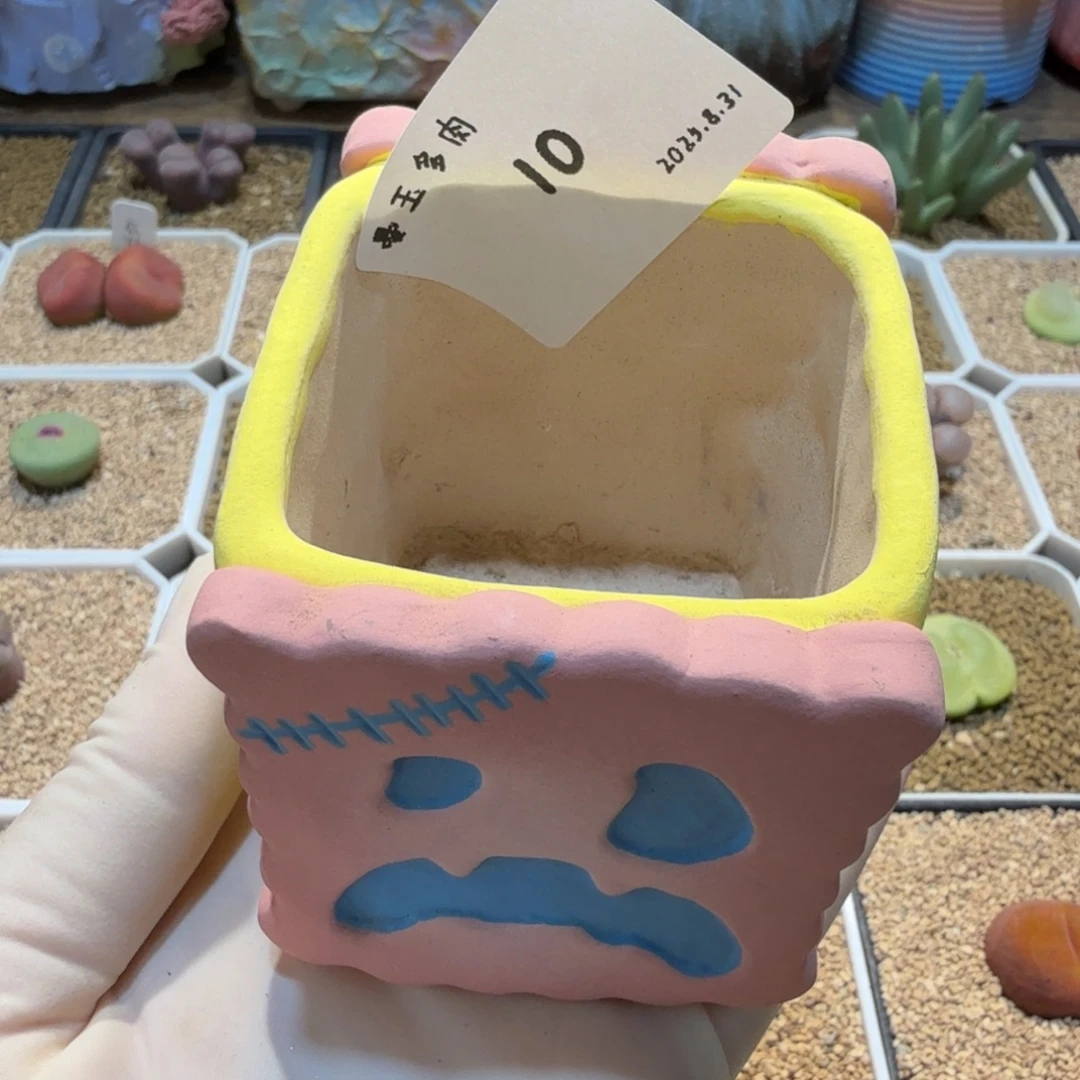 桃***令多肉多肉多肉8.31-010