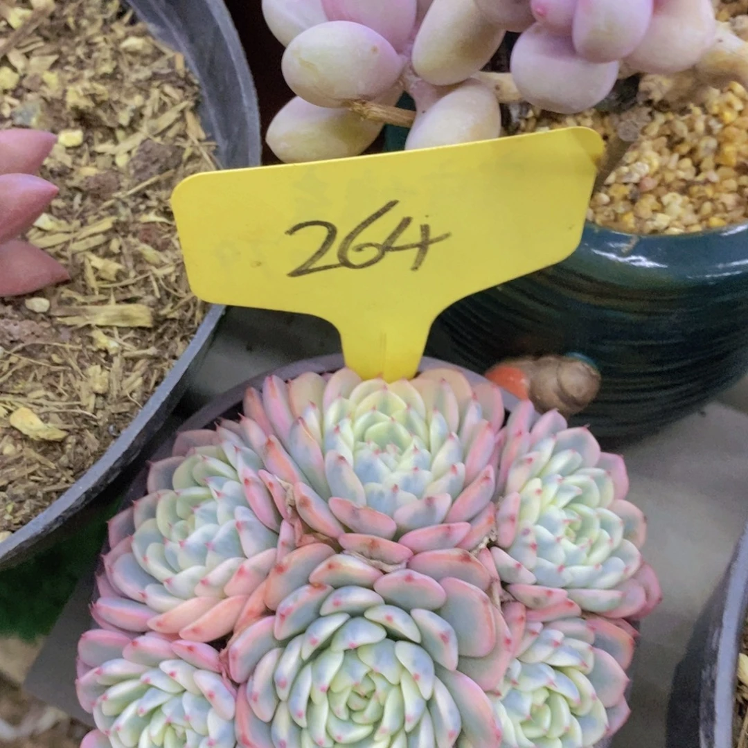 开心多肉，专场4开始了，5给1