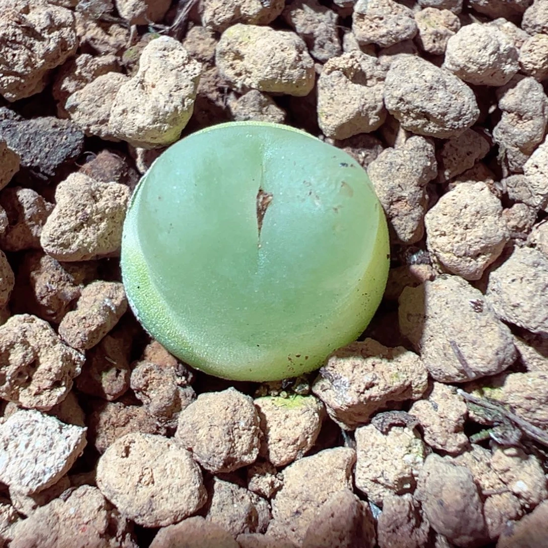 1218-744多肉多日拉登1.5cm