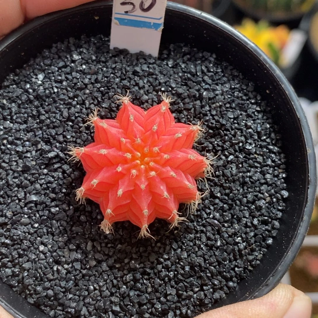 精品米哈—脱土发货50