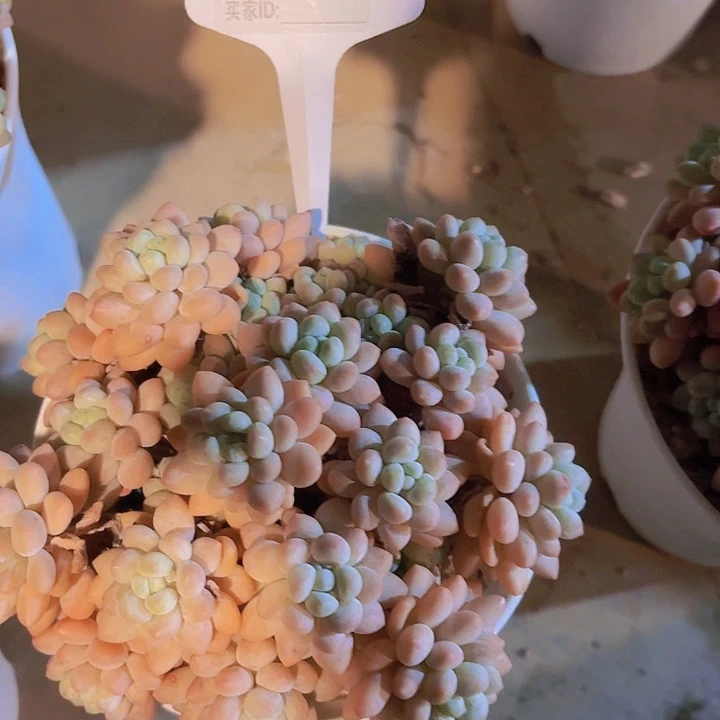 依***。鱼子酱一物一拍A045