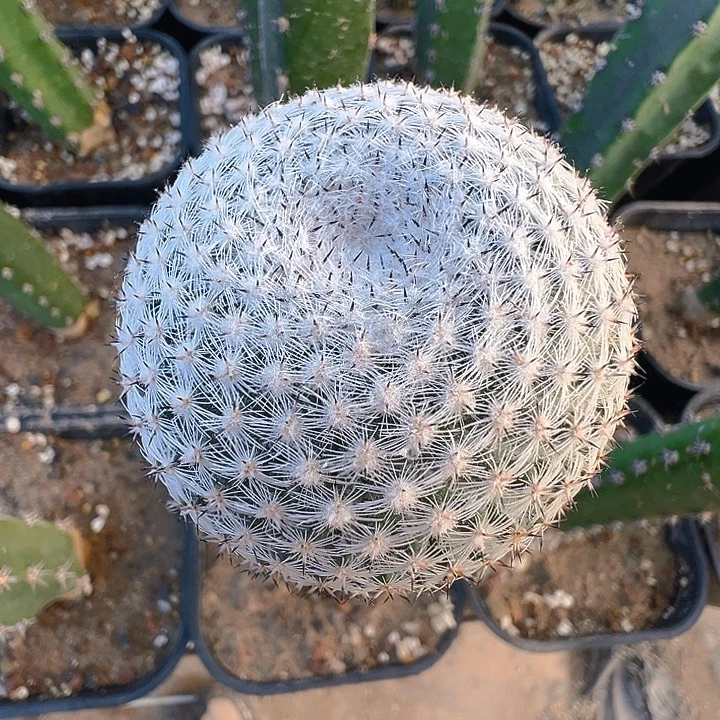 恋山彦。 苗接。