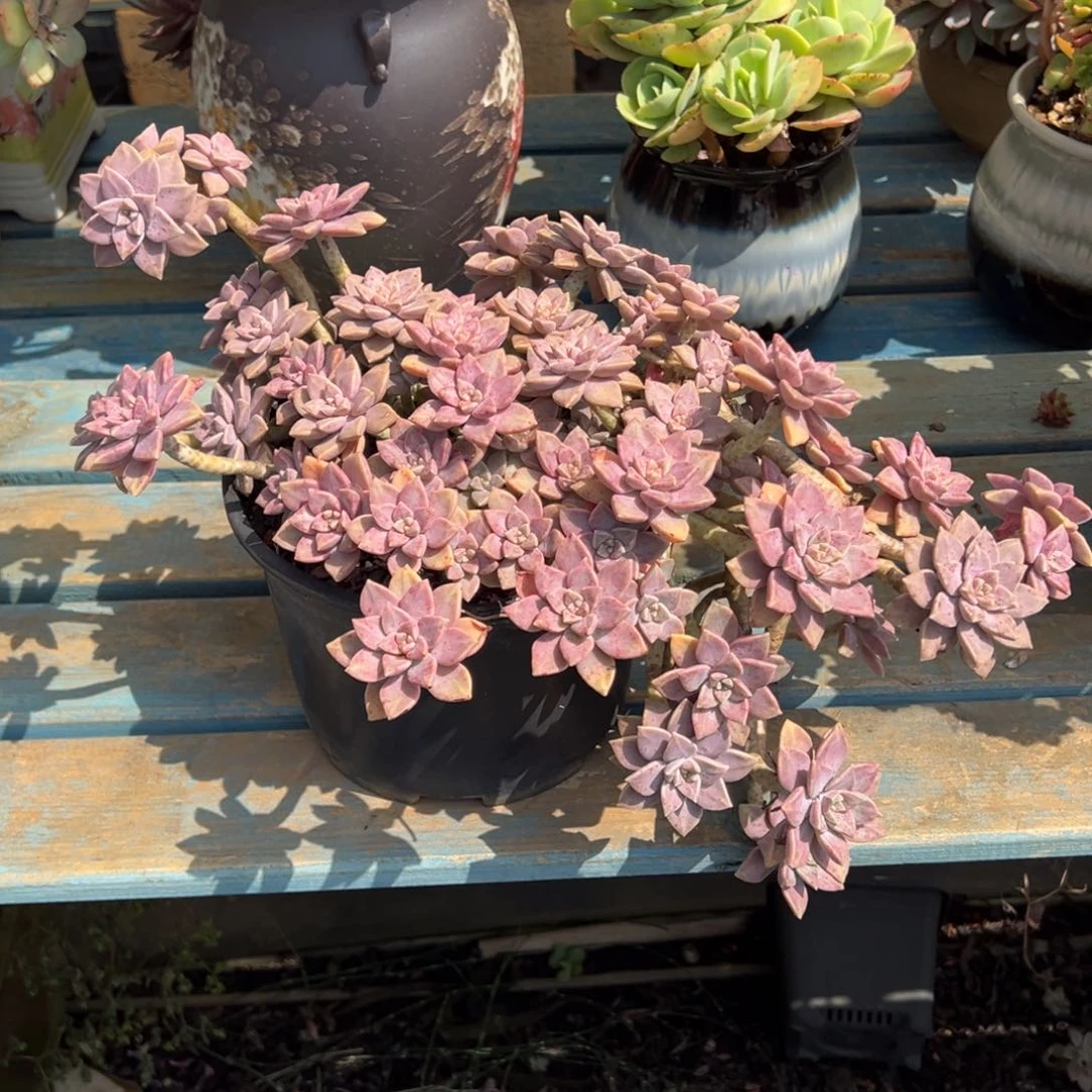 露养老桩脱土裸根阿伦培