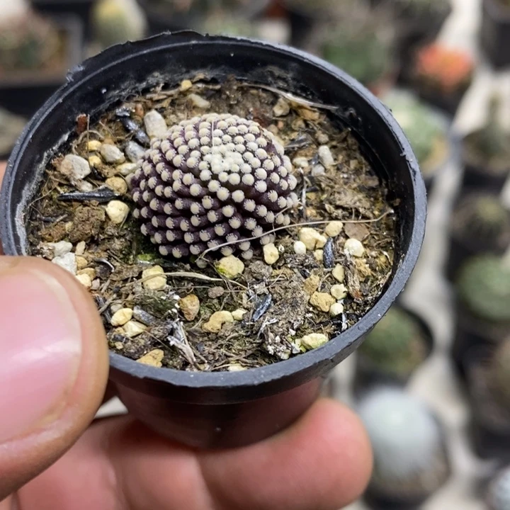 松针牡丹特价福利