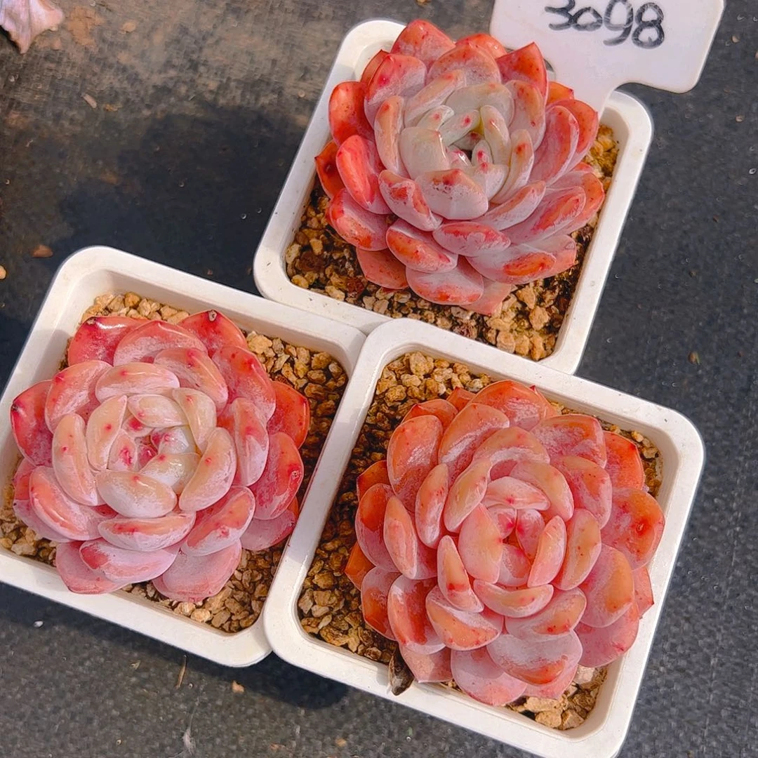 三颗雪天使3098号一物一拍