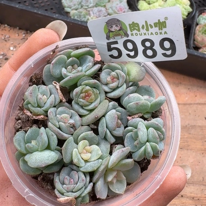 多肉植物多肉植物