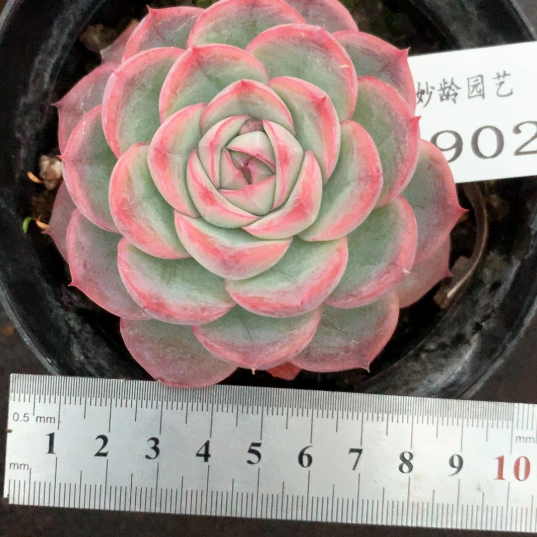 3902杂交多肉植物