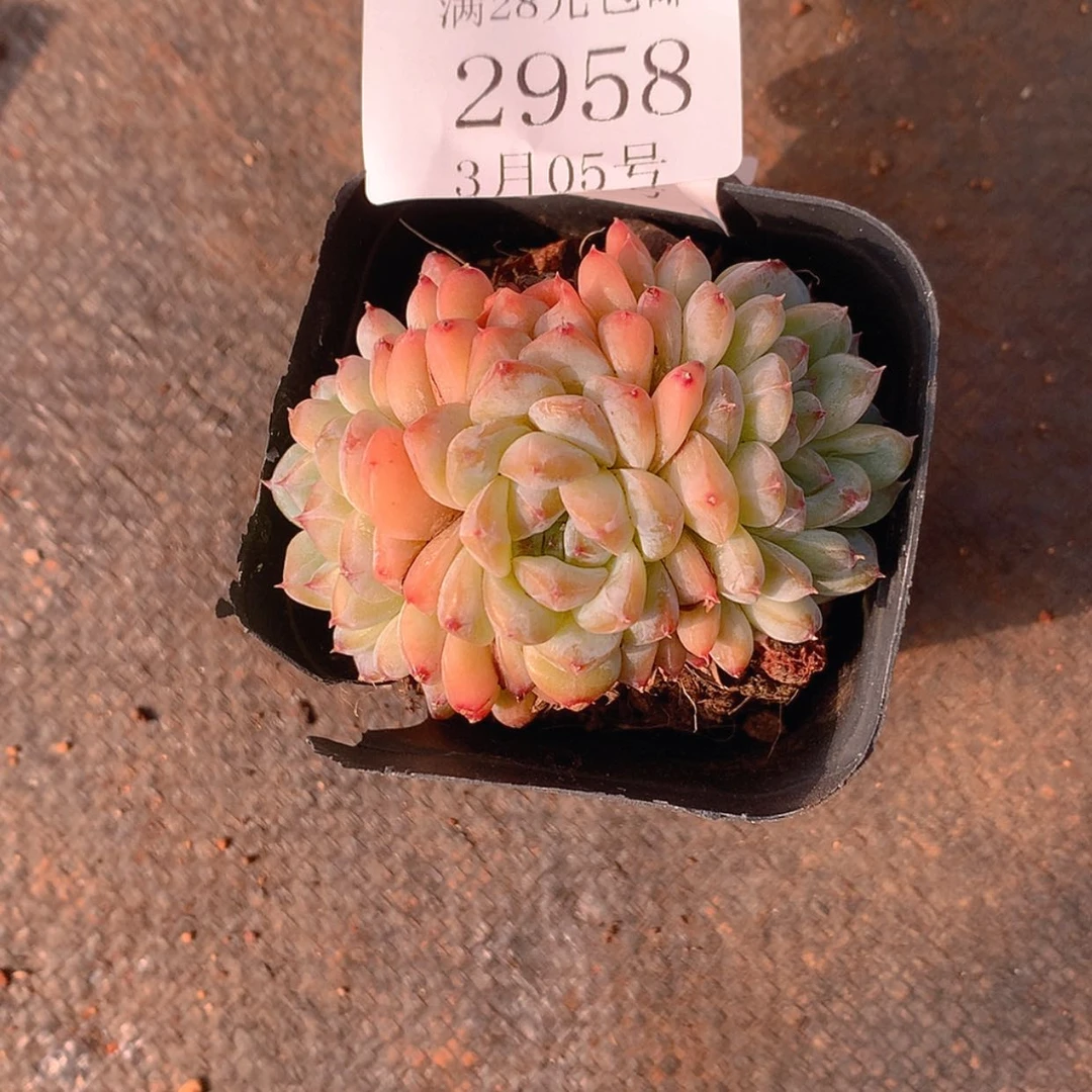 【闪购商品】云2958