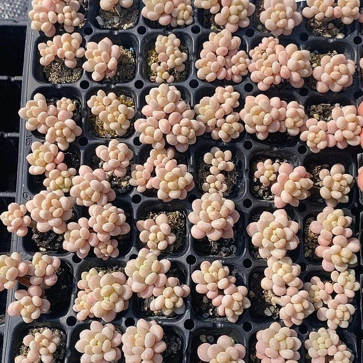 178-179 多肉植物盆栽花卉植物