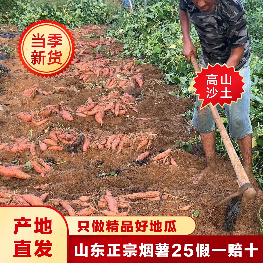 新鲜现挖高山沙地烟薯25精选3-8两软糯香甜流油流蜜