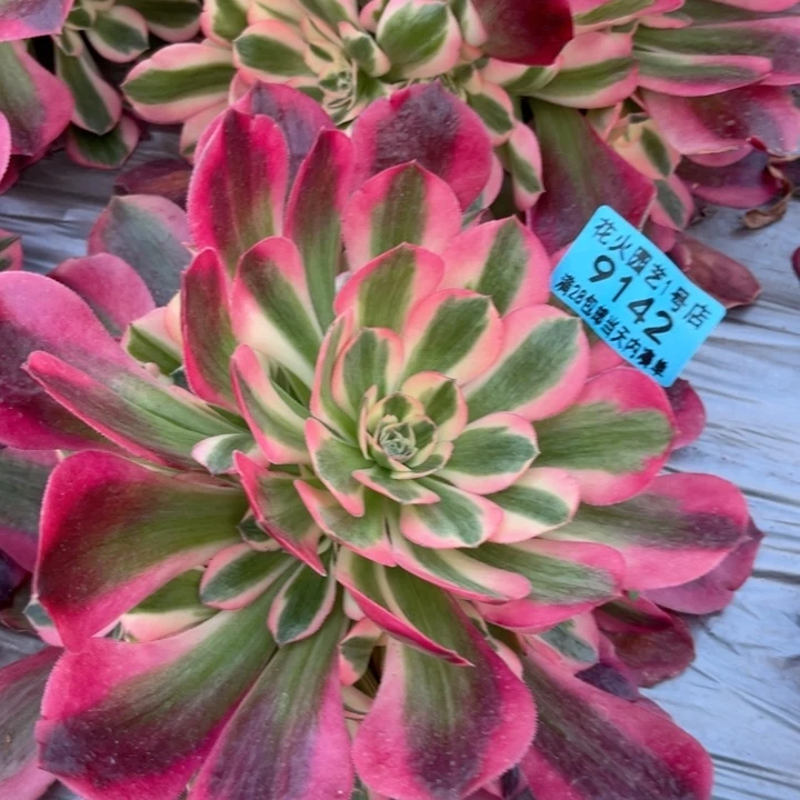 女郎9142多肉植物