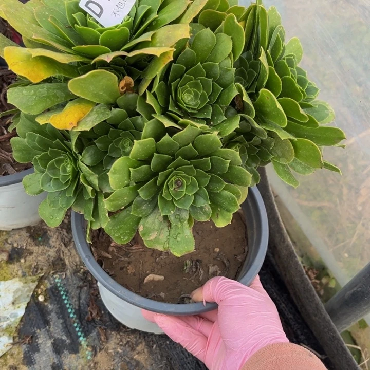 160绿羊多肉法师不包断枝