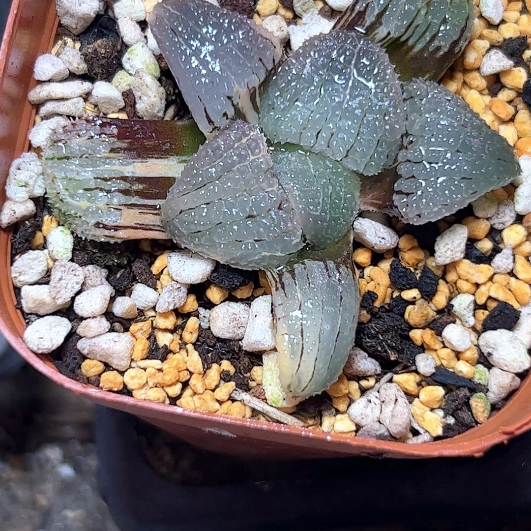 虚***堡天空之境锦十二卷多肉