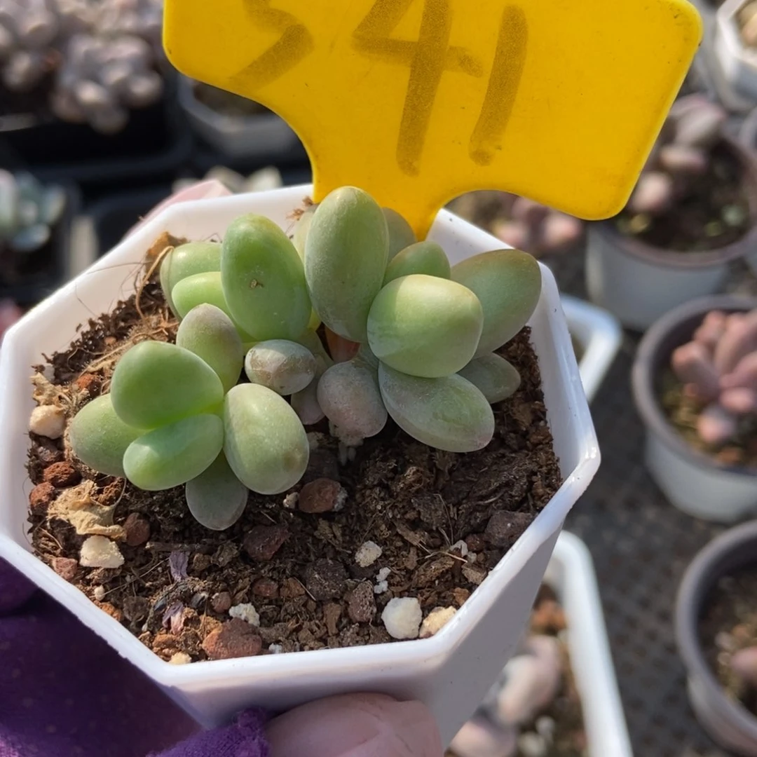 541芒果美人多肉