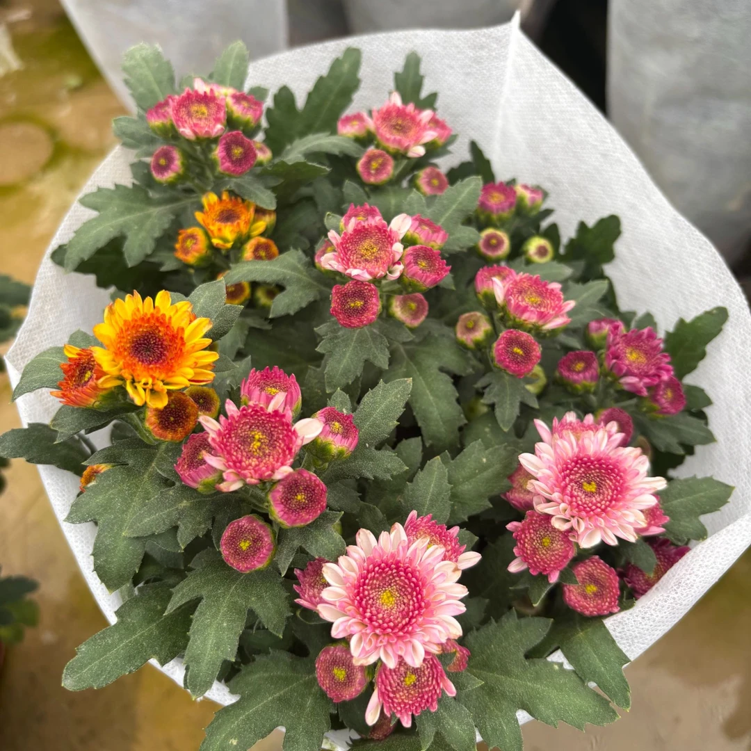 荷兰菊【混色布鲁诺】室内阳台盆栽花卉