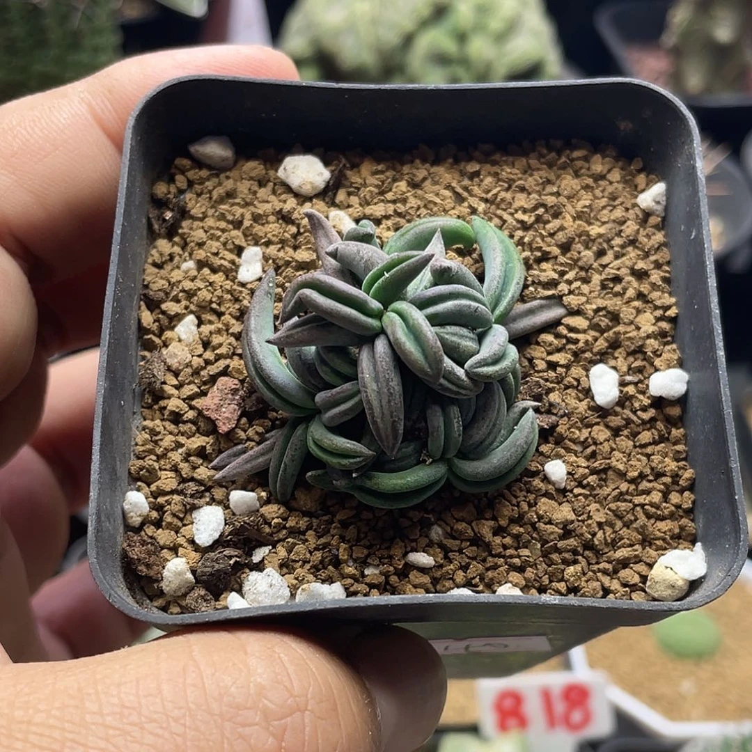 实生超短叶雀舌麒麟大戟