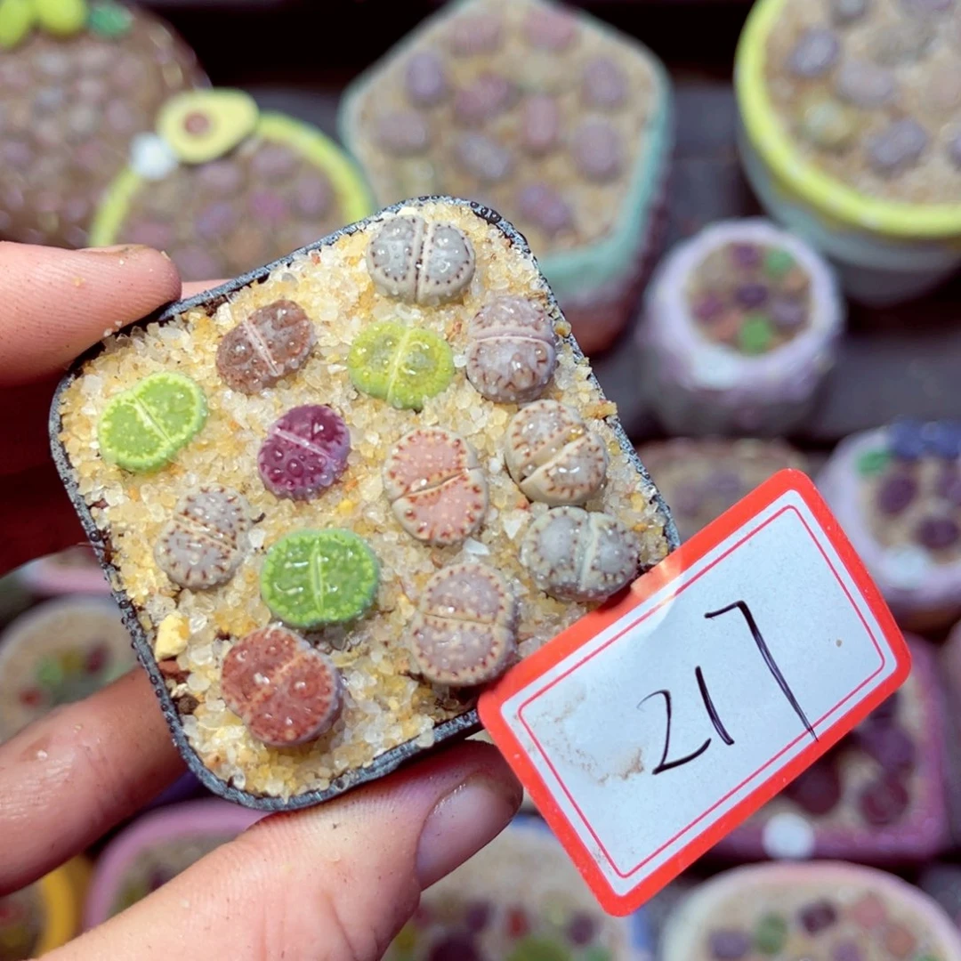 217生石花带盆发1