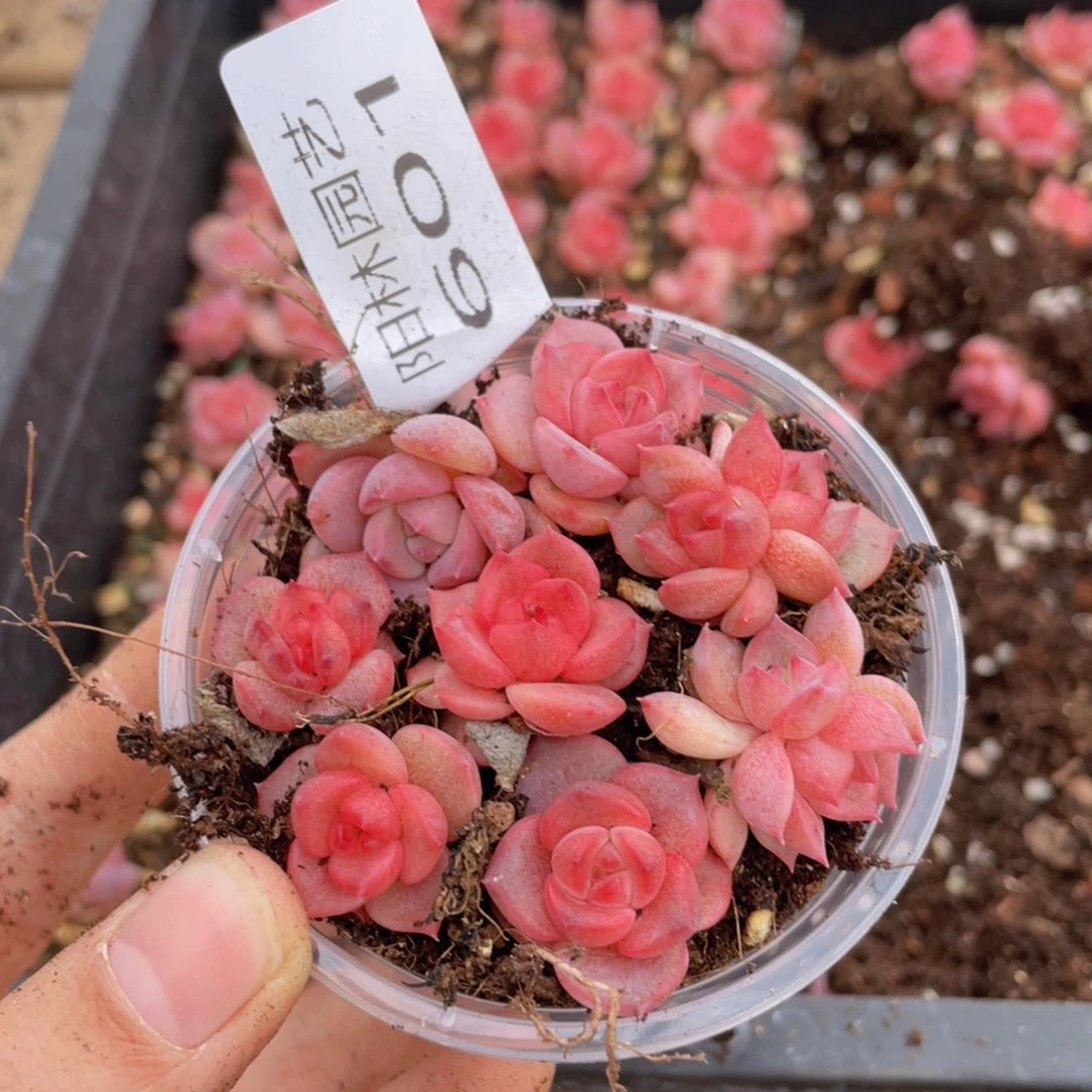 多肉植物多肉植物601