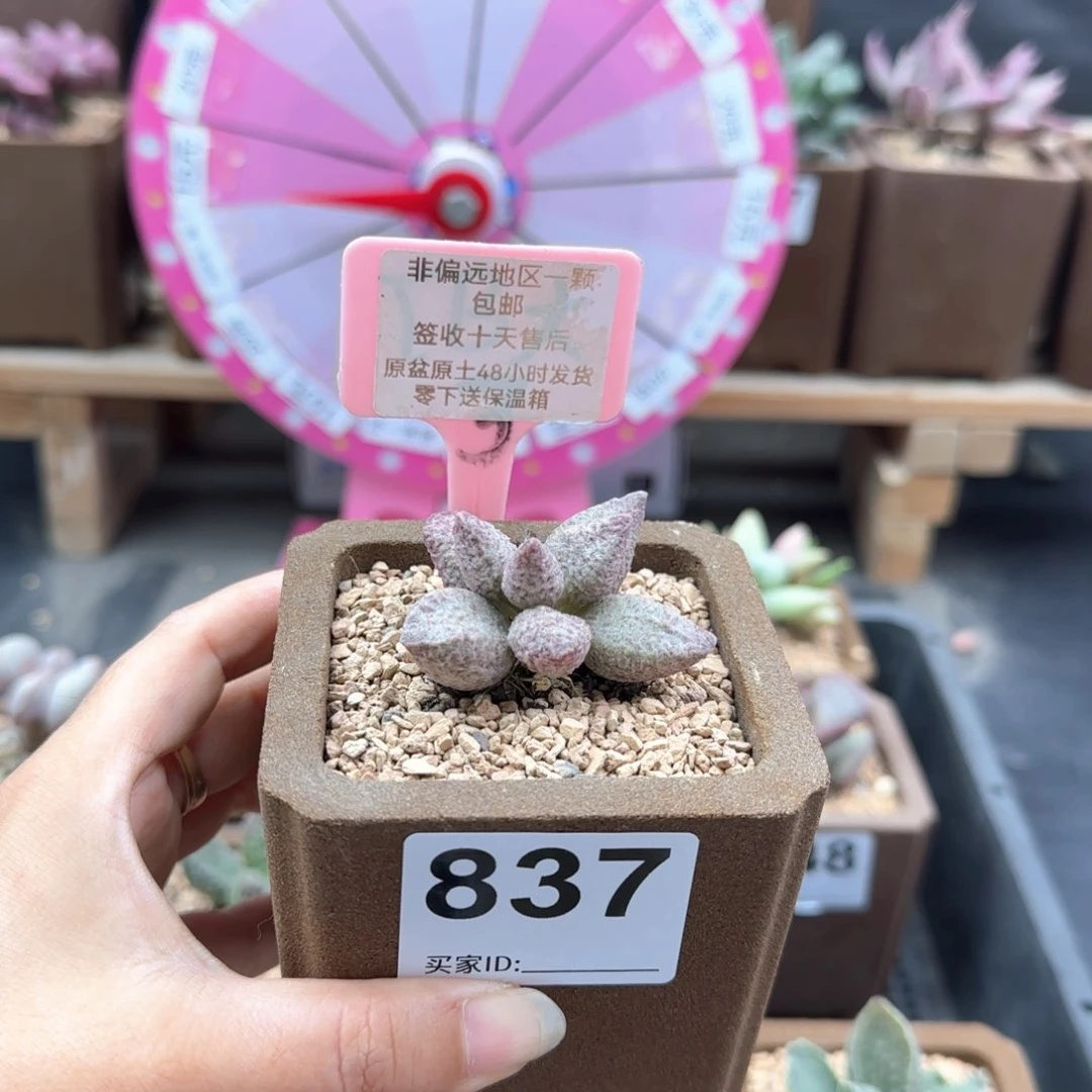 隔****?837融化纹猪肝多肉植物
