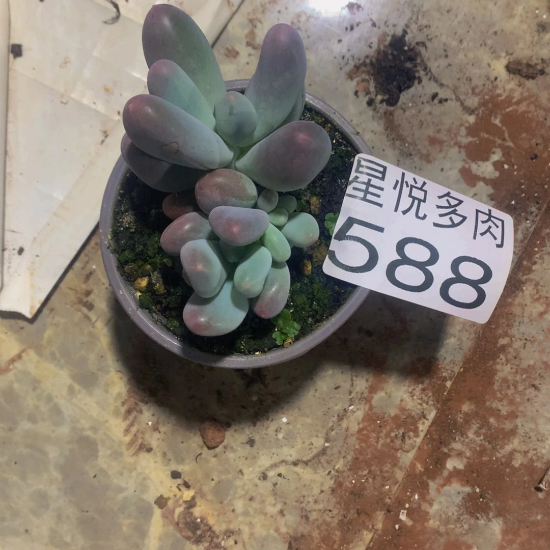 ?***g星悦多肉 米克588