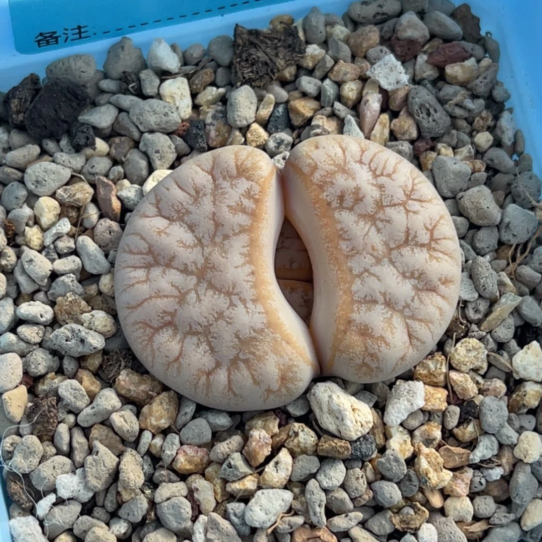 7213睫毛荒一颗。