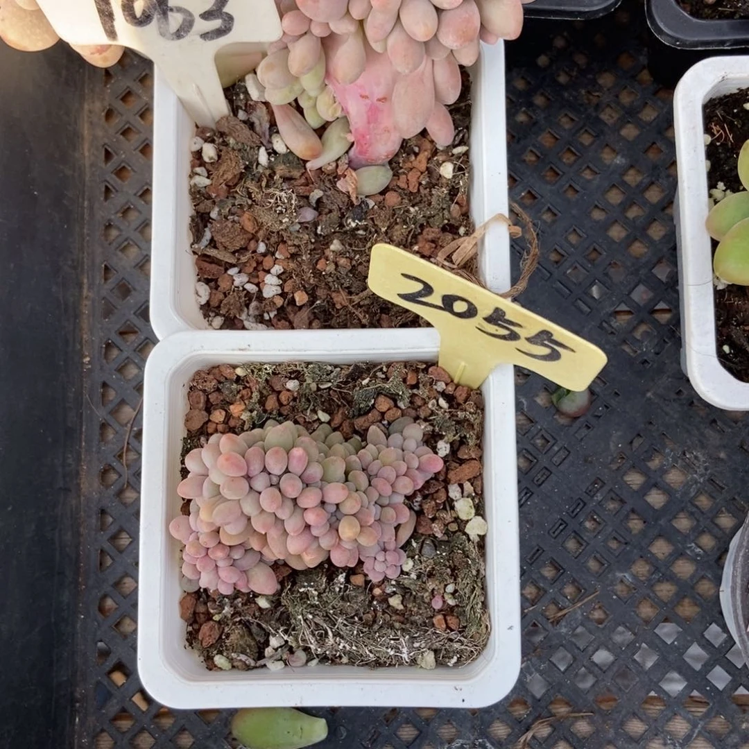 噗****1063 2055粉色恋人缀多肉