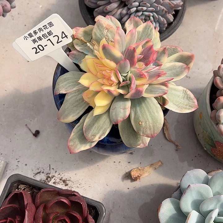 完***天多肉植物组合盆栽124