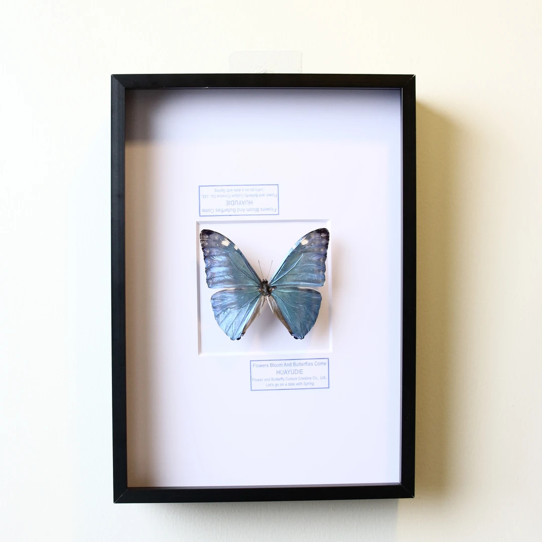 安东尼斯闪蝶生日礼物情人节闺蜜创意礼物创意家居摆件真蝴蝶相框