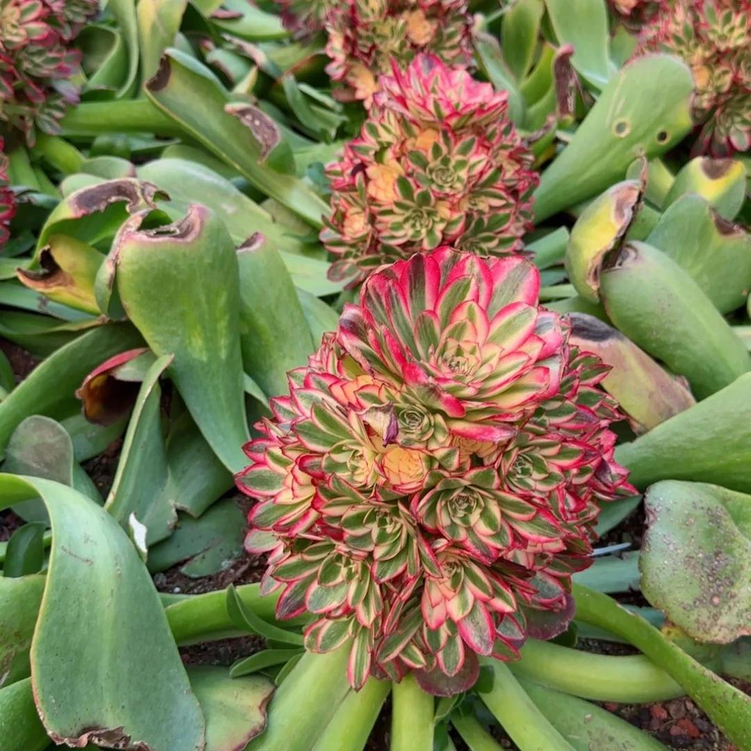 法师大棚自用土5.5-6斤