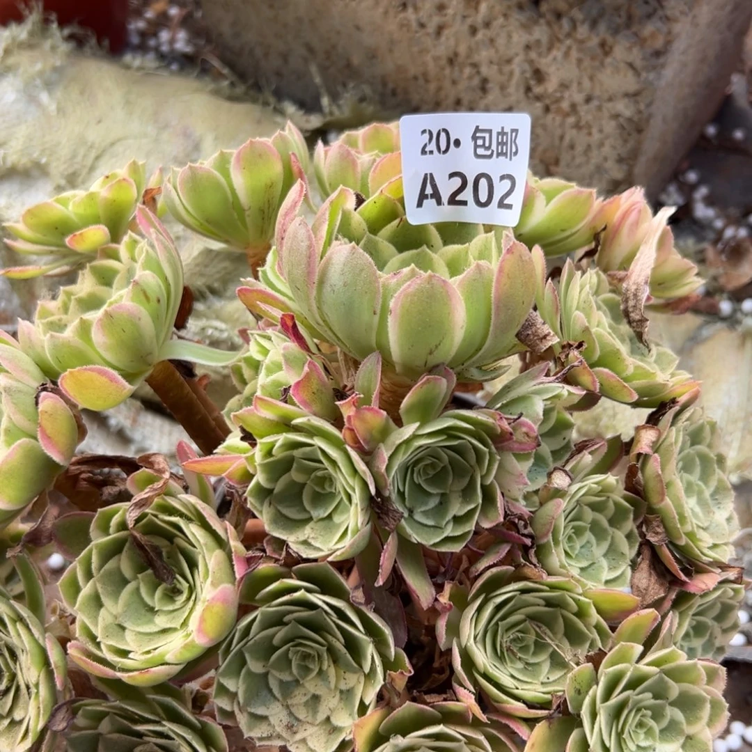 202孔雀翎，多肉法师