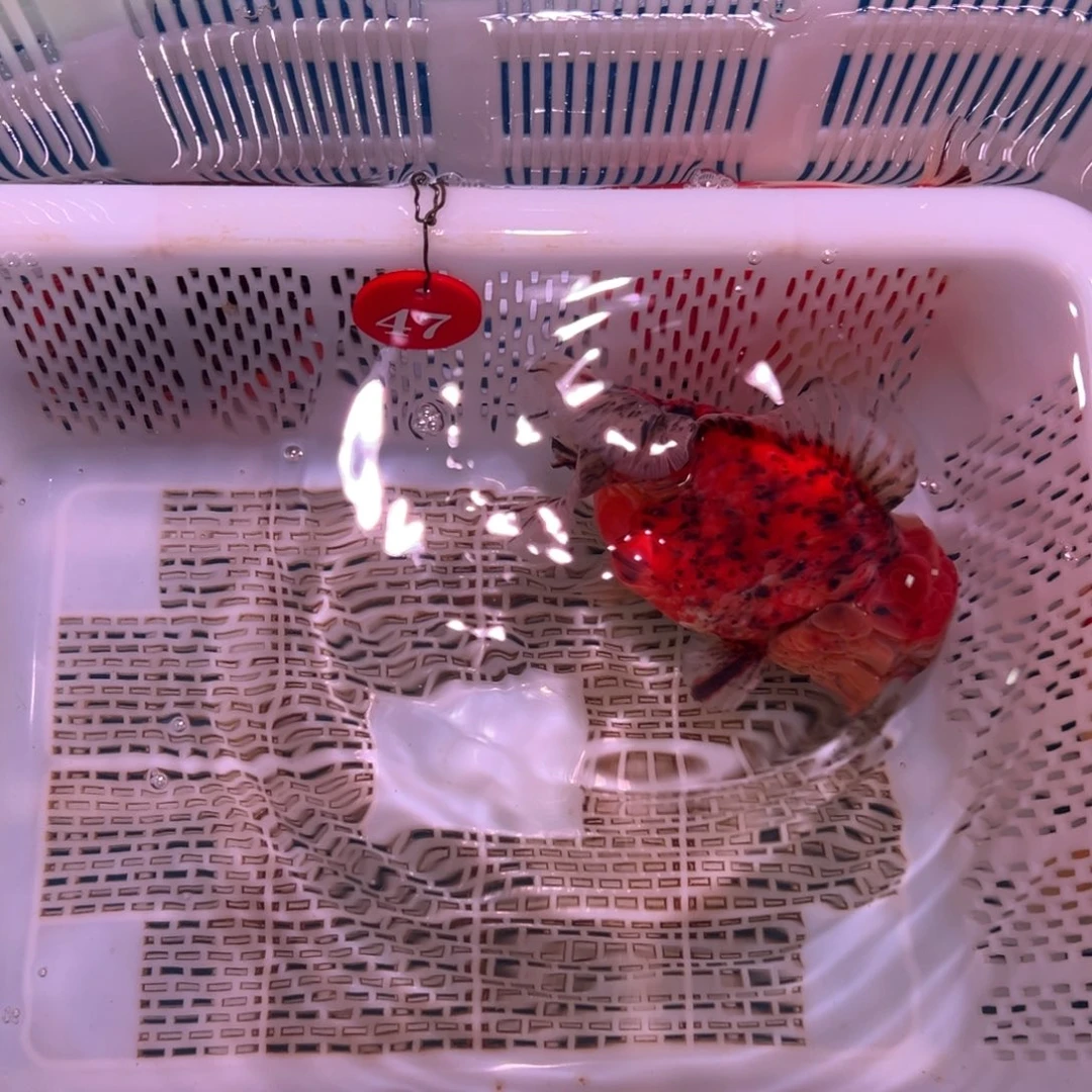 *****海水鱼你不说实话的了你