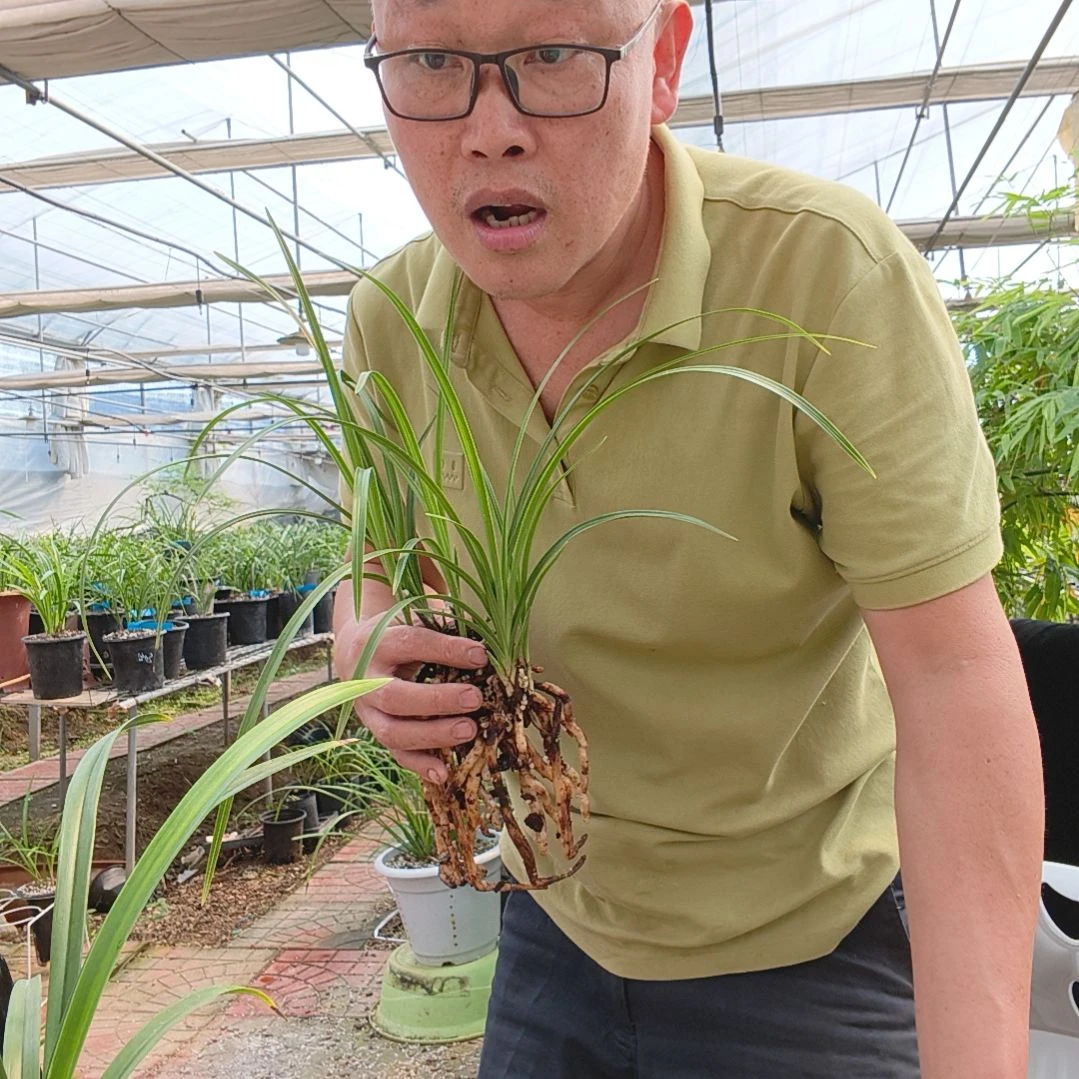 独***生完全开放江南新极品蕙兰