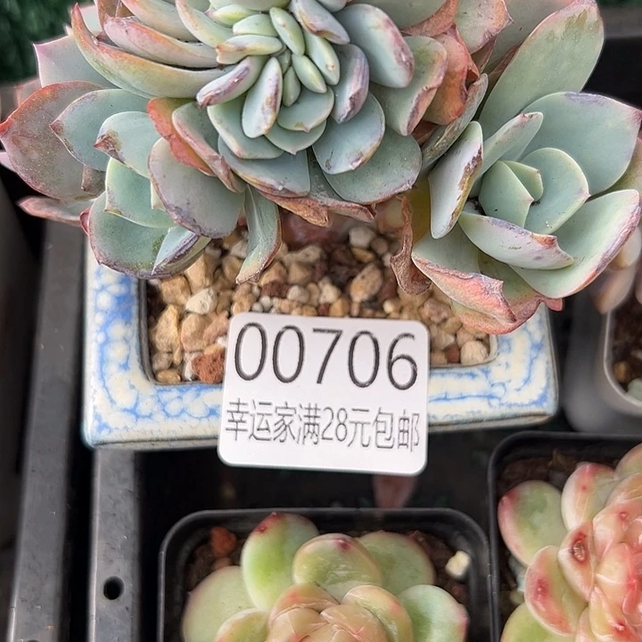 幸运儿是一位非常优秀