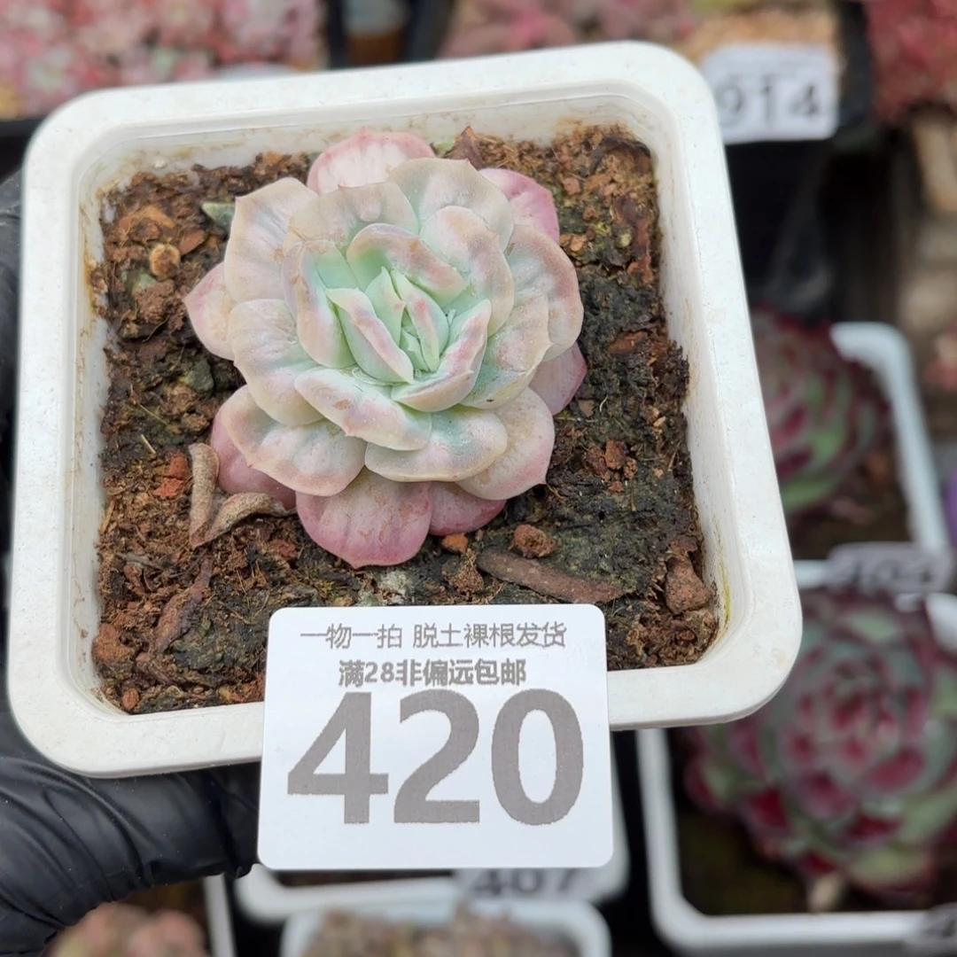 泡泡纱裙无盆土发货