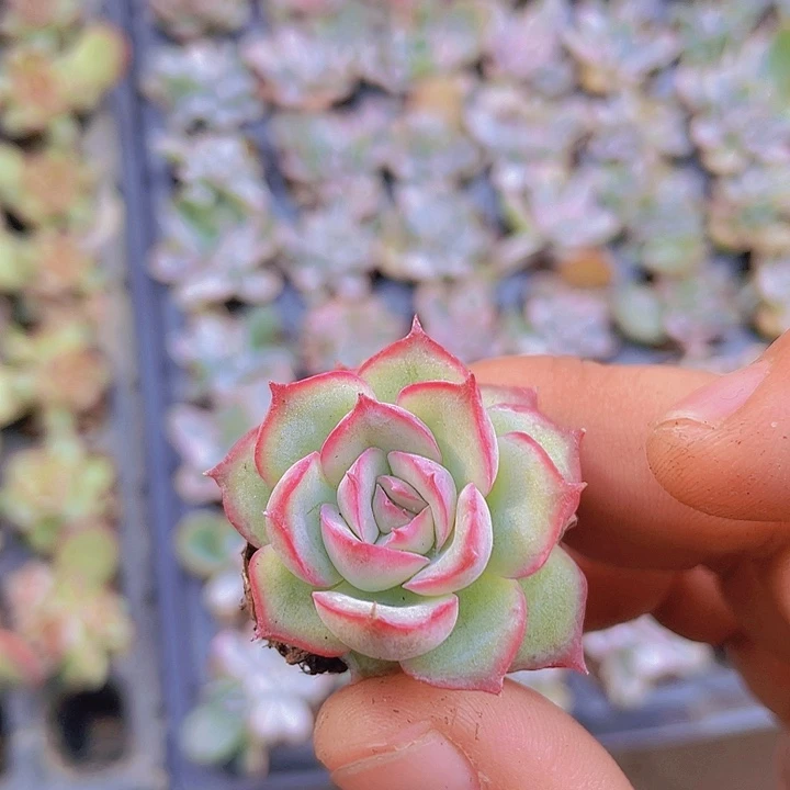 侧影【满10颗包邮】