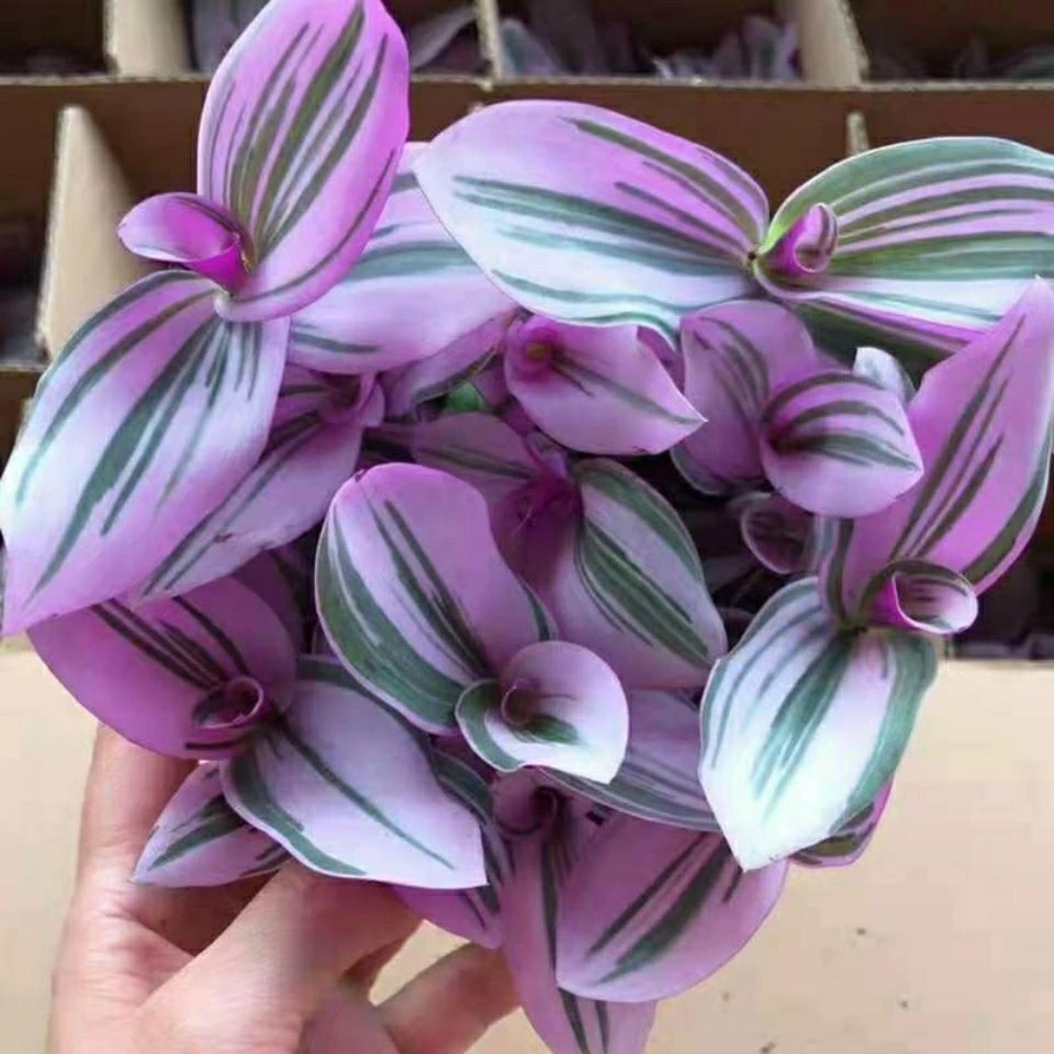 油画吊兰室内绿植盆栽吸甲醛耐旱好养趣味创意植物