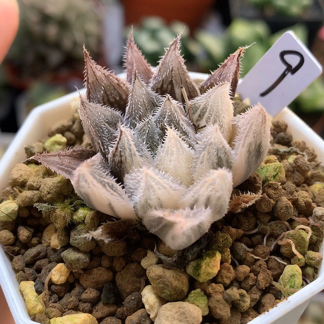 绘卷锦带盆土发货