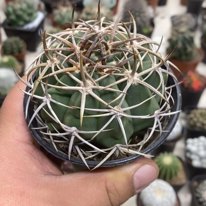 实生碧岩玉特价福利2