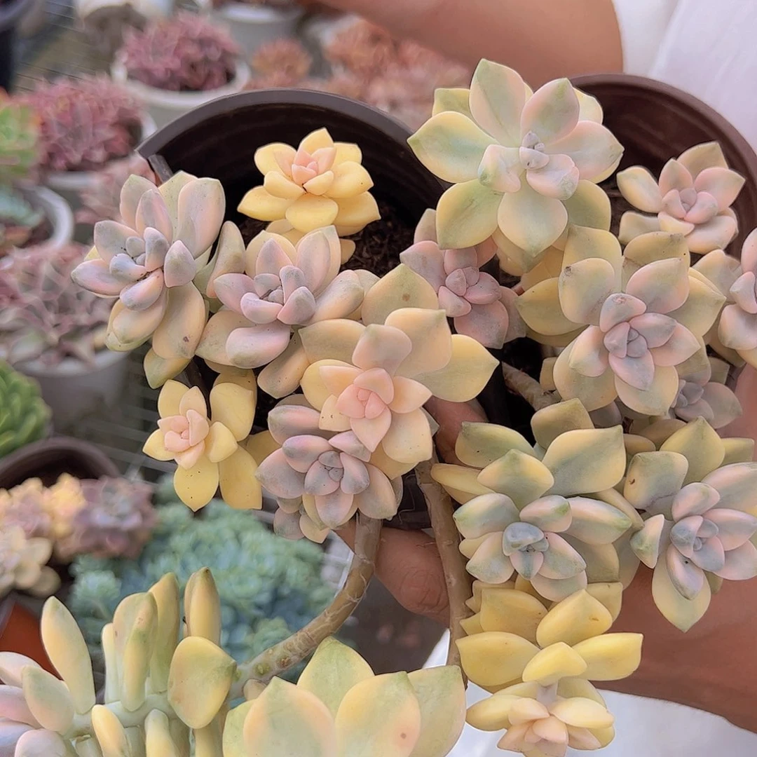 3盆美杏锦 整桩无砍