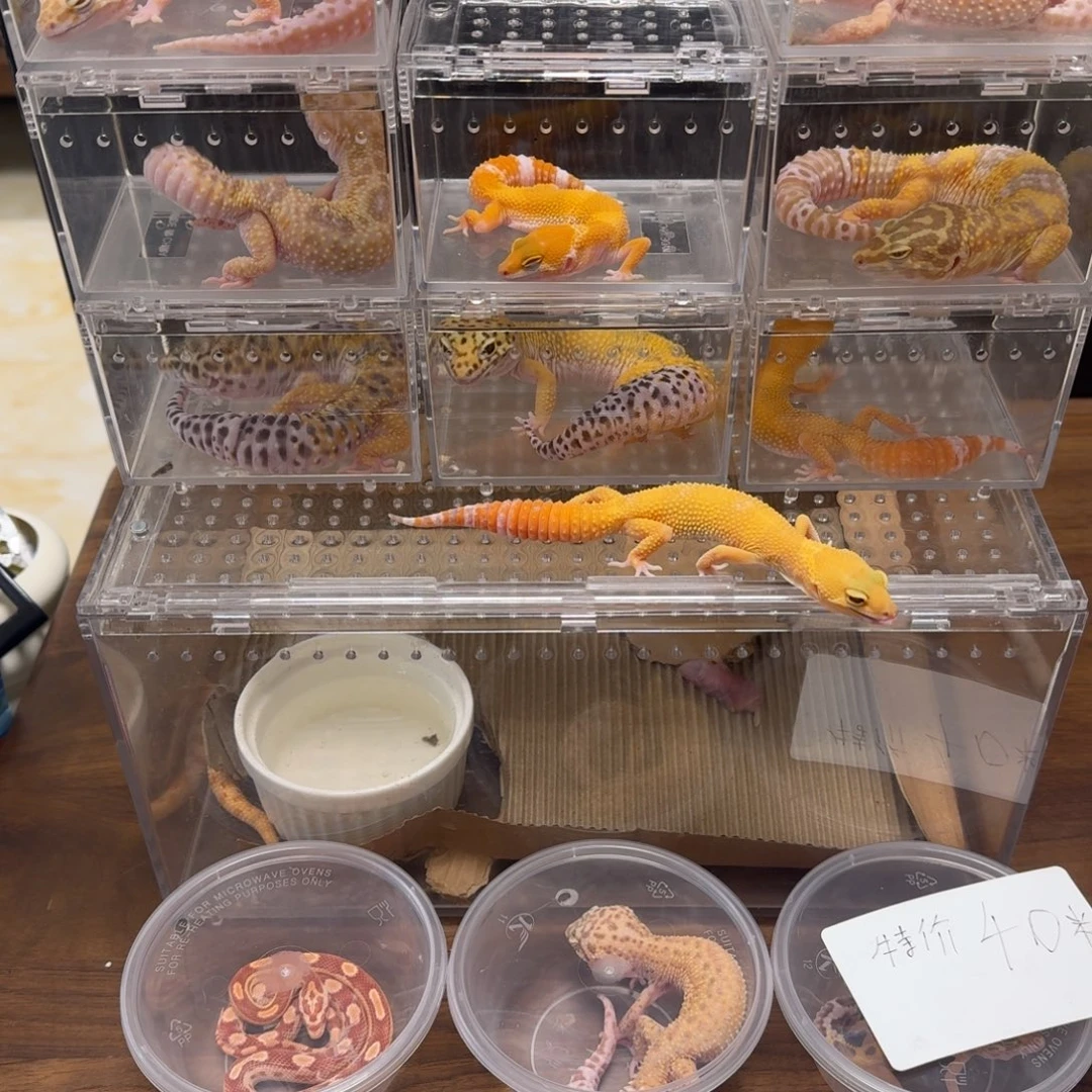 豹纹守宫阳光母111