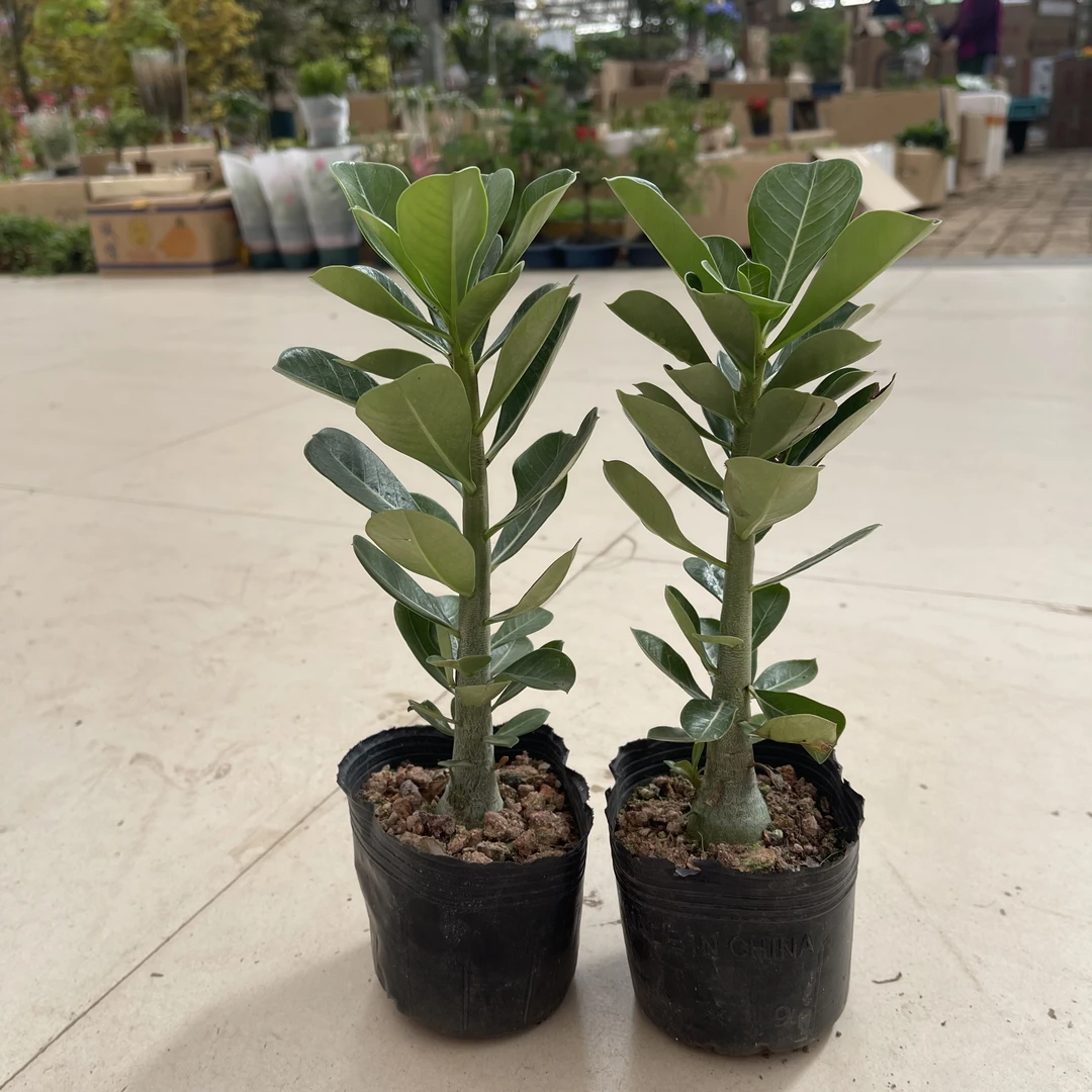 沙漠玫瑰四季开花盆栽重瓣室内阳台花卉绿植买一送一