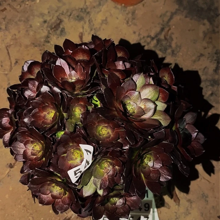 542黑骑士多肉植物处理不售后