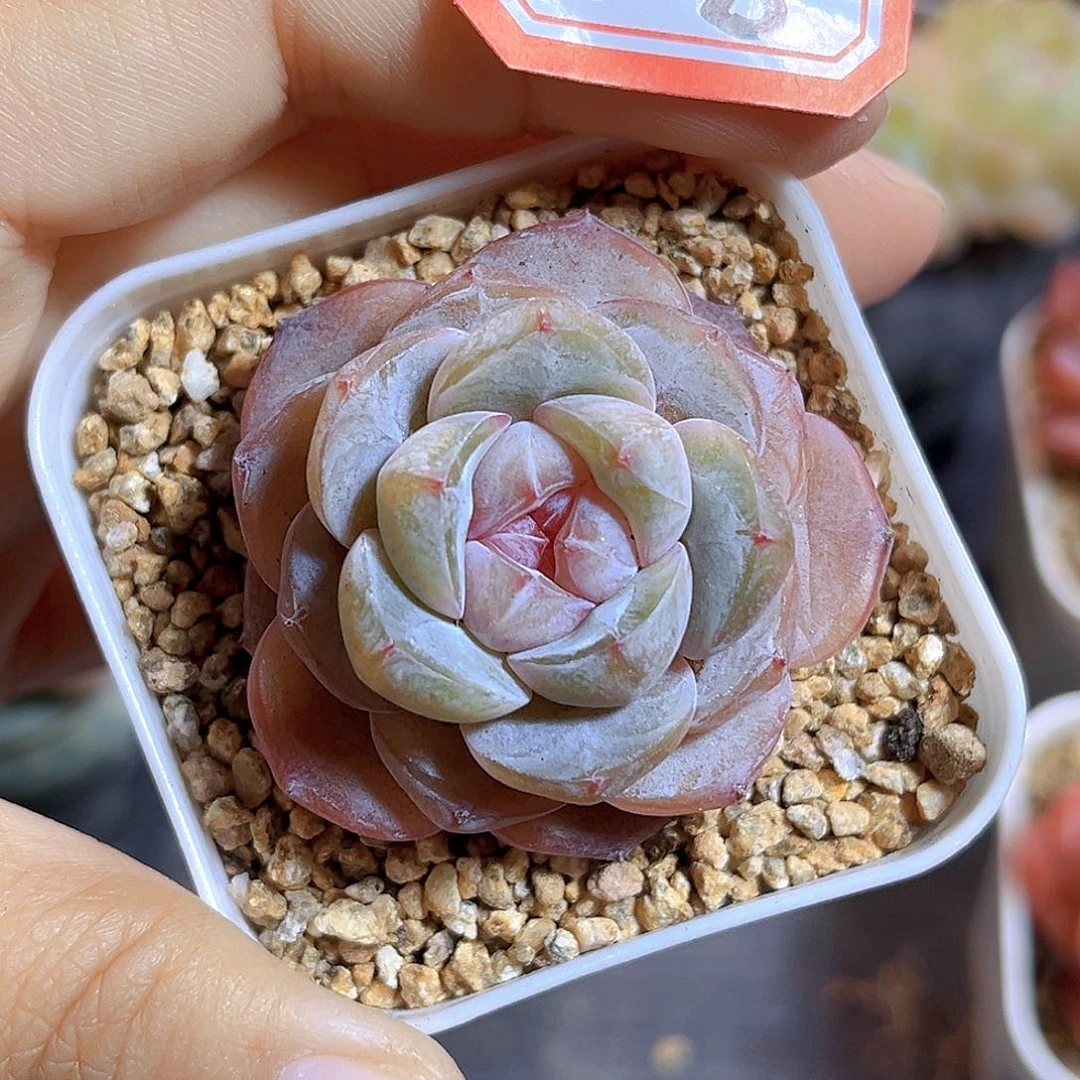 K308 玉铂珍妮 满18包邮