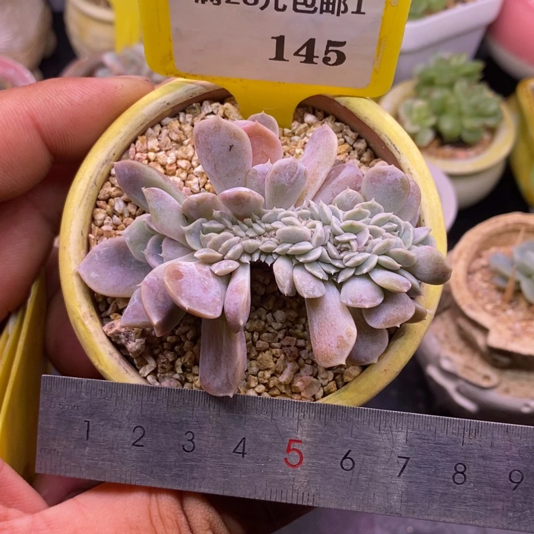 1145哈尼汉堡缀化……